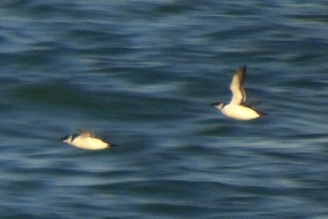 Morden, NS - Nov. 14, 2016